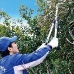 【高雄修剪樹木枝,鋸樹費用高雄】