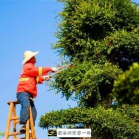 【台南修剪樹木】-【台南修剪樹木】