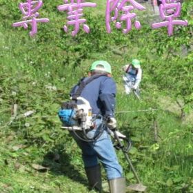 【台南修剪樹木】-【台南修剪樹木】