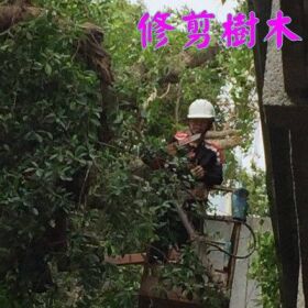 【台南修剪樹木】-【台南修剪樹木】