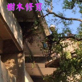 【台南修剪樹木】-【台南修剪樹木】