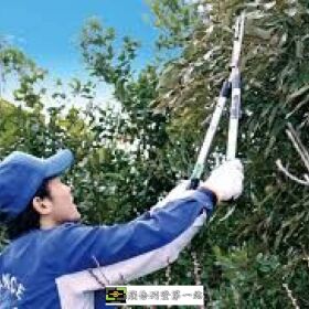 【高雄清潔公司修剪樹木】-割草-除草服務，各公司庭院樹木枝修剪工作