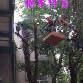 【高雄清潔公司修剪樹木】-割草-除草服務，各公司庭院樹木枝修剪工作